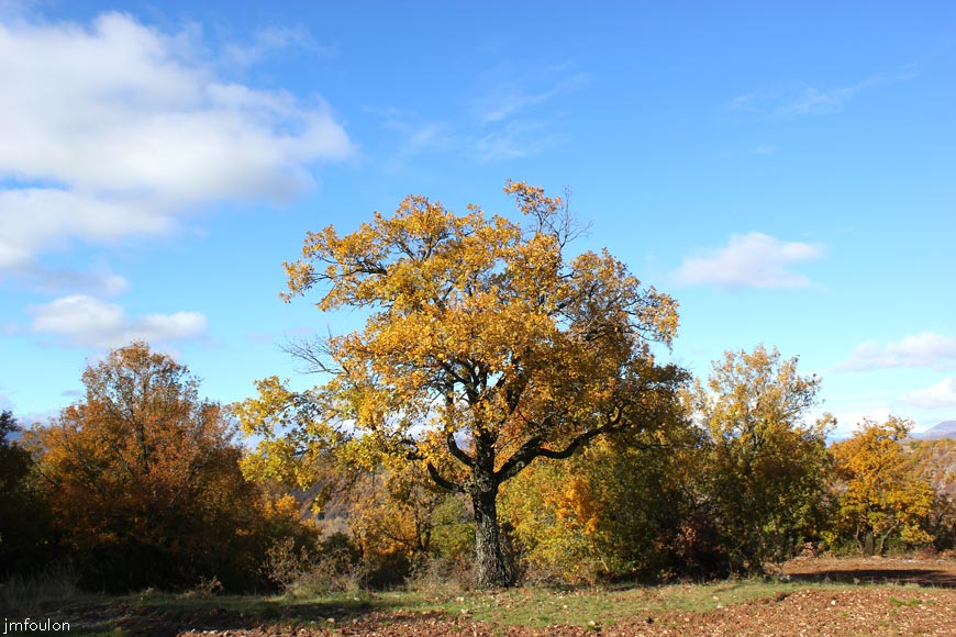 chene-marquise-1web.jpg - Sisteron Chemin de la Marquise - Chêne Blanc ou pubescent
