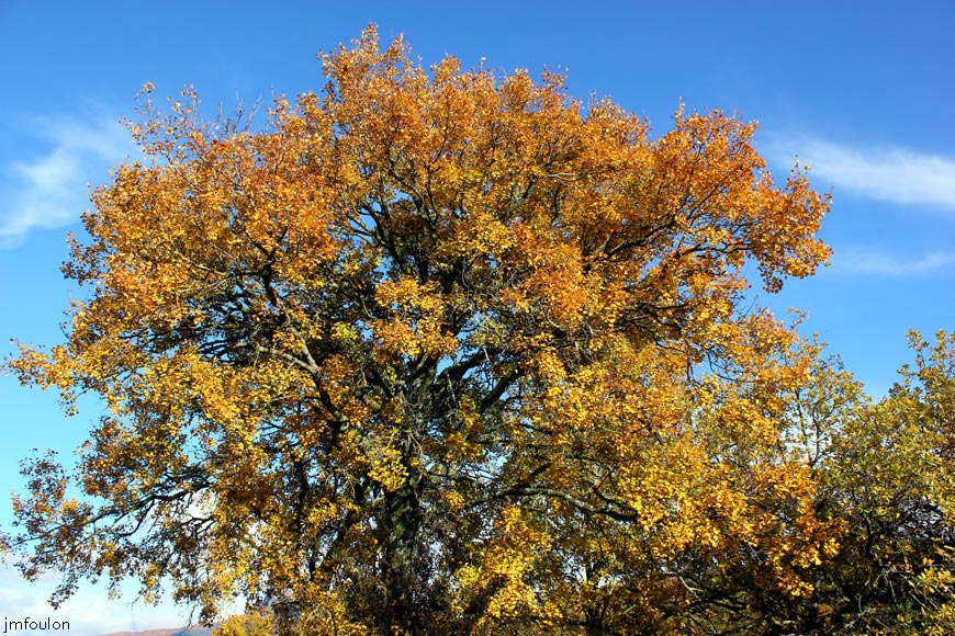 chene-marquise-2web.jpg - Sisteron Chemin de la Marquise - Chêne Blanc ou pubescent