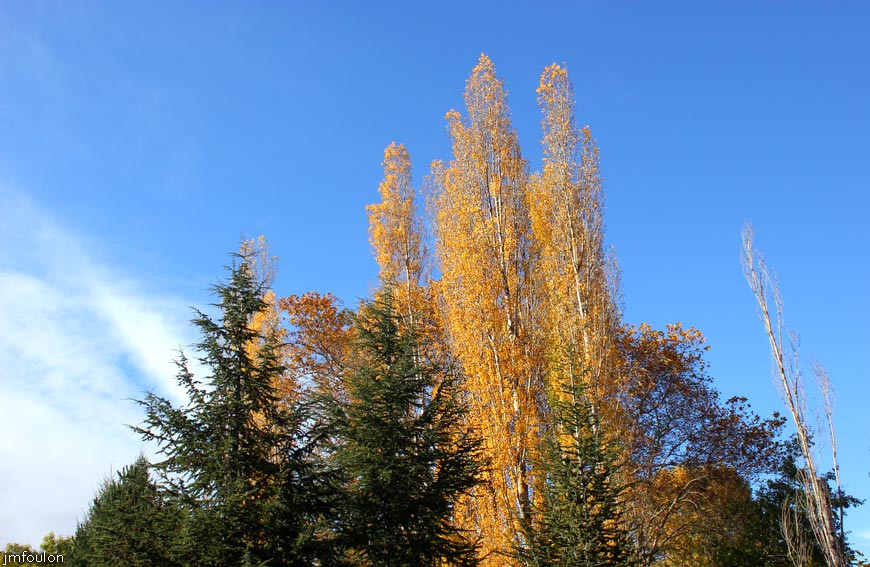 peupliers-st-lazare-1web.jpg - Sisteron - Peupliers à St Lazare