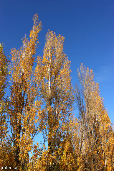 peupliers-st-lazare-2web.jpg - Sisteron - Peupliers à St Lazare