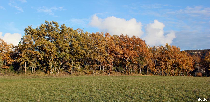 plateau-salignac-05web.jpg - Au plateau de Salignac - Chênes blancs en bordure de la petite route entre le Prieuré de Vilhosc et l'embranchement Cante Labri / Salignac