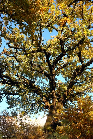 plateau-salignac-07web.jpg - Au plateau de Salignac - Chêne vert séculaire au bord d'un chemin