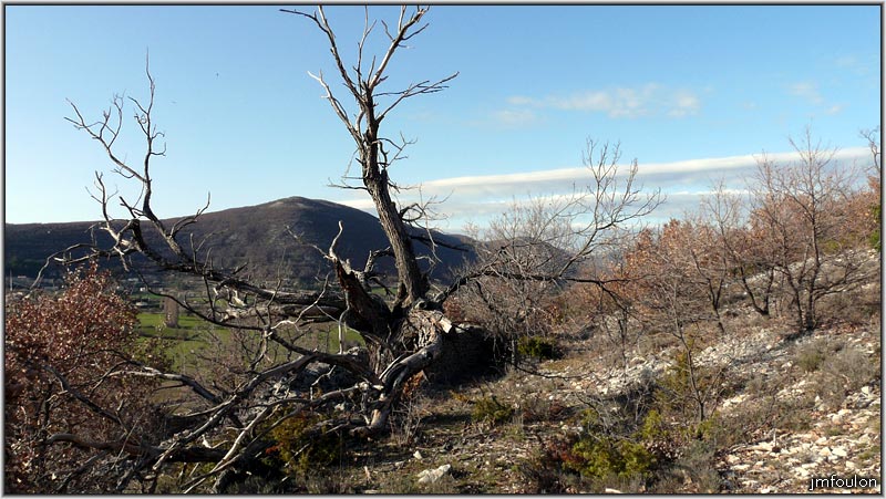 borie-banon-17web.jpg - Vue vers le nord et arbre mort