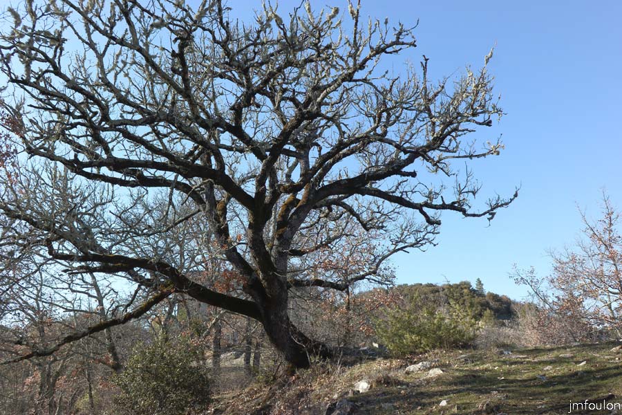 st-donat-50web.jpg - Saint Donat le Bas - Autour de  l'église. On trouve dans cet endroit magique quelques chênes blancs d'un certain âge !