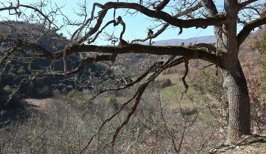 st-donat-51web.jpg - Saint Donat le Bas - Autour de  l'église. Ici, à une vingtaine de mètres à l'Ouest de l'église. Encore un vieux chêne qui monte la garde