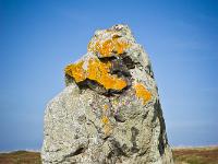 De la pointe de Dinan au Cap  de la Chèvre  Le plus grand des menhirs de l'alignement mégalithique de Lostmarc'h (autre vue)