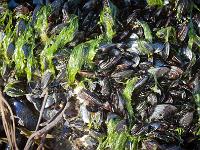 De la pointe de Dinan au Cap  de la Chèvre  Plage de Kerdeux - Basse mer - Moules