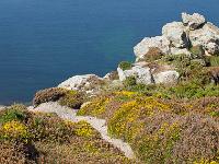 De la pointe de Dinan au Cap  de la Chèvre  Le sentier et la lande