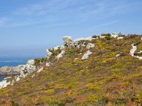 De la pointe de Dinan au Cap  de la Chèvre  Le sentier et la lande
