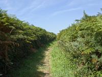 De la pointe de Dinan au Cap  de la Chèvre  Retour sur nos pas en traversant une partie de la lande par un des nombreux sentiers qui la parcoure