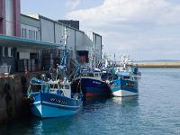 Douarnenez  Le port de pêche
