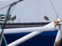 Douarnenez  Oiseaux sur un bateau