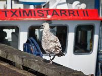 Douarnenez  Sur les quais du port de Rosmeur