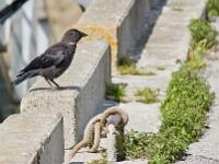 Douarnenez  Sur les quais du port de Rosmeur