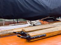 Douarnenez  Port Rhu - Chat à la patte marine !