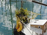 Douarnenez  Carré fleuri !