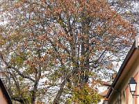 Visite de la ville de Gap (Hautes Alpes)  Rue Trébaudon