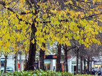 Visite de la ville de Gap (Hautes Alpes)  Rue du 15/7
