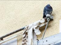 Gap  Pigeon observant les hommes s'affèrer sur la place aux Herbes