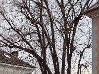 Gap  Arbre citadin ! ...