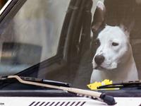 Gap  J'attend sagement mon maître en gardant la voiture !
