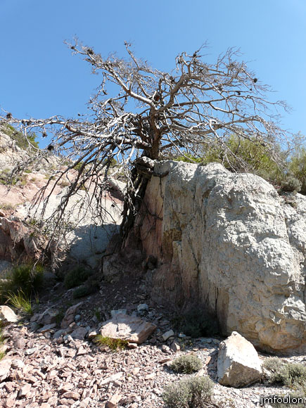 castellas-31web.jpg - Arbre mort au pied d'une couche de grès en bordure de sentier