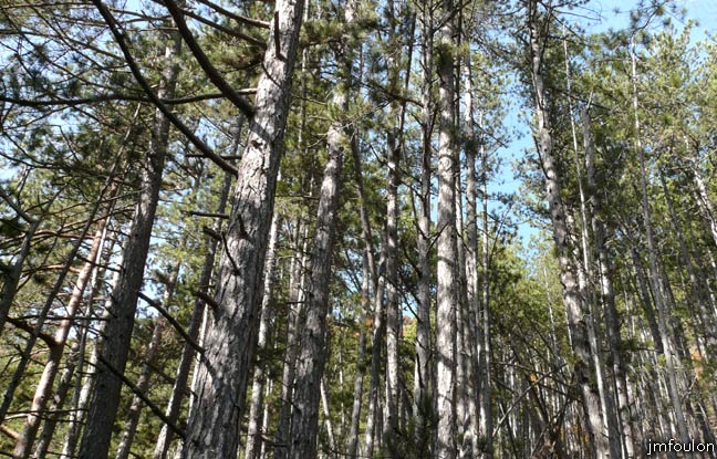 aqueduc-sagnieres-14web.jpg - Pin noir au Nord du ravin à mi-chemin