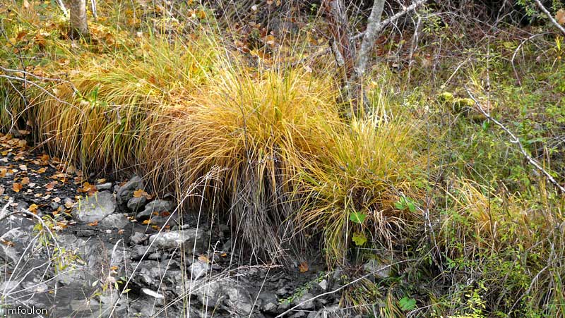 aqueduc-sagnieres-18web.jpg - Graminées en bordure du torrent
