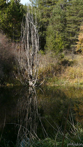 aqueduc-sagnieres-39web.jpg - Arbre mort et son reflet dans la seconde sagnière