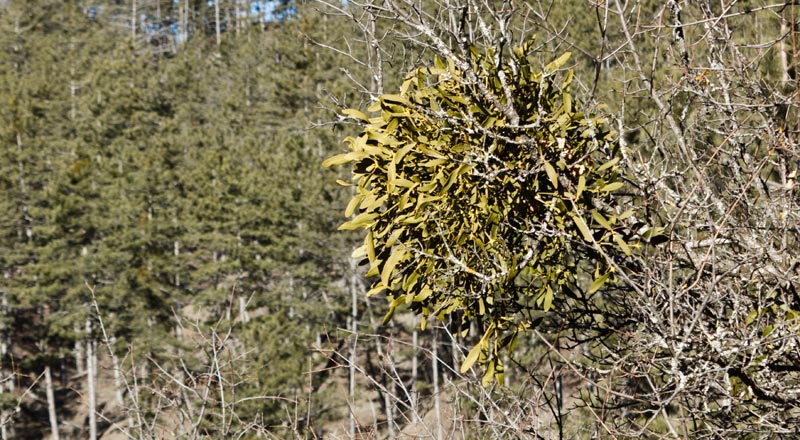 st-amand-06web.jpg - Au Gui l'an neuf !