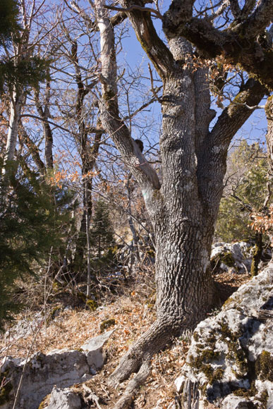 st-amand-27web.jpg - Vieux chêne pubescent en bordure de sentier