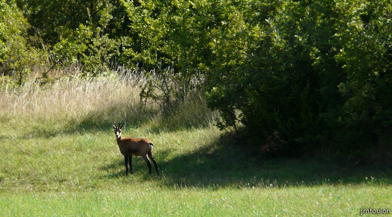 la-batie-08web.jpg - Un chamois curieux m'a observé durant plusieurs minutes. J'en ai profité pour le photographier à fond de zoom (18X)
