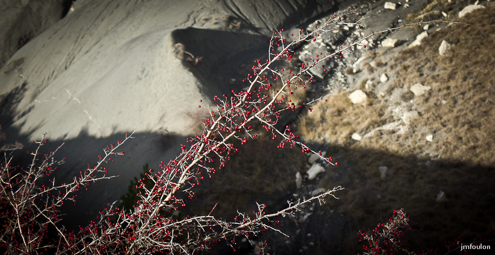 marnes-005-1.jpg - Ici, une végétation rase et épineuse pousse dans des conditions extrèmes. (Vent glacé, sécheresse, sol pauvre)