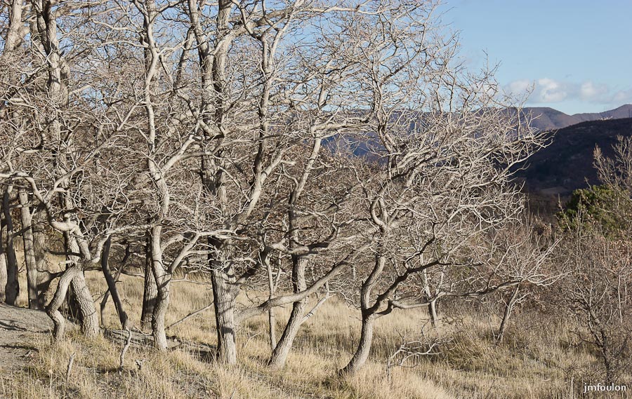 marnes-037-2.jpg - Sur la Crête des Plantayes - Curieux bosquet de chênes pubescents