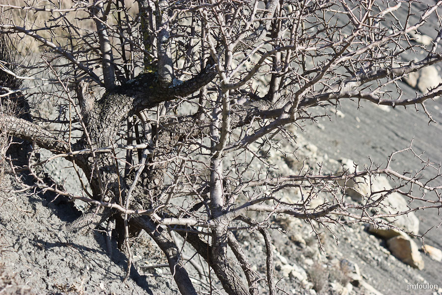 marnes-043-2.jpg - Sur la Crête des Plantayes - Arbuste épineux solidement enraciné dans les marnes ...