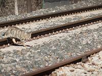Gare de Mison  Un chat traverse les voies !