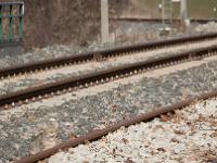 Gare de Mison  Un chat traverse les voies et me regarde !