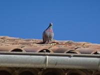 Mison-les-Armands  Pigeon sur un toit