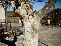 Mison-les-Armands  Platane place de la Mairie