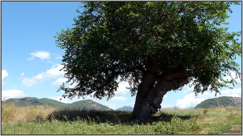 nibles-09web.jpg - Le fameux murier