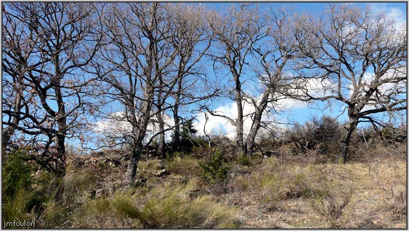 paresous-08web.jpg - Chênes pubescents sur la crête de la colline ou nous trouvons