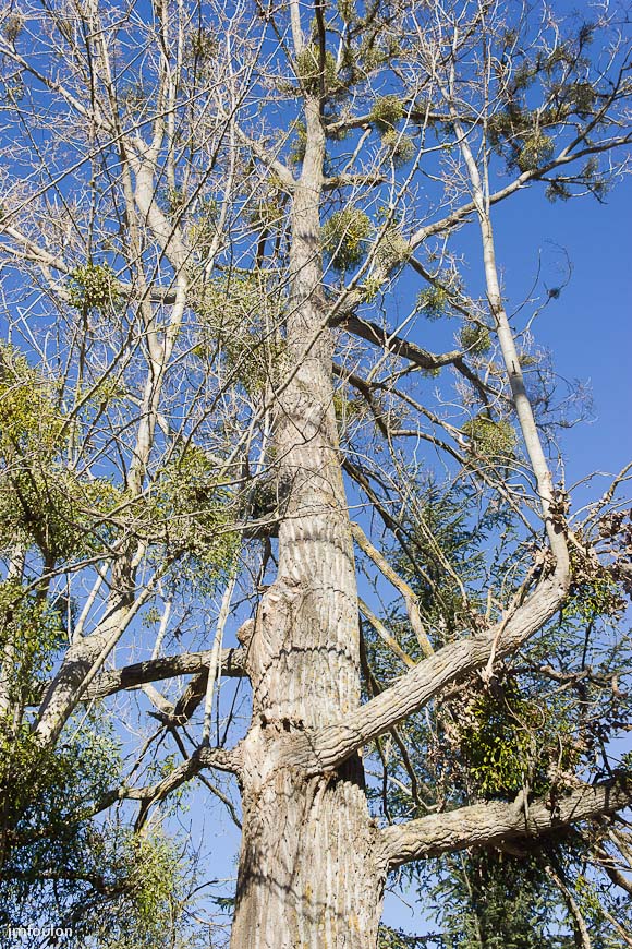 paysages-cereste-02-2.jpg - Arbre au gui (Céreste)
