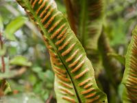Crozon - Plage de Goulien  Fougère du genre Phyllitis