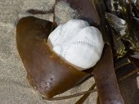 Crozon - Plage de Goulien  Squelette d'oursin sur une Laminaire