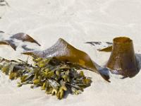 Crozon - Plage de Goulien  Laminaire et goémon