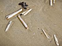 Crozon - Plage de Goulien  Coquilles de Couteaux