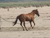 Crozon - Plage de Goulien  Plage de Goulien - Cavalière et son cheval