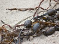Crozon - Plage de Goulien  Goémon