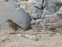 Crozon - Plage de Goulien  A l'ouest de la plage de Goulien - Oiseau