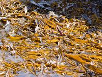 Crozon - Plage de la Palue  Laminaires